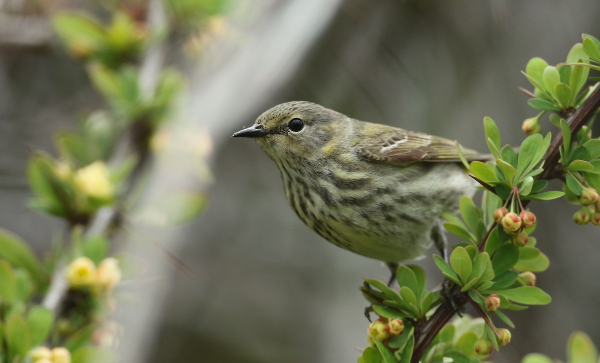 Cape May Warbler - ML102054511