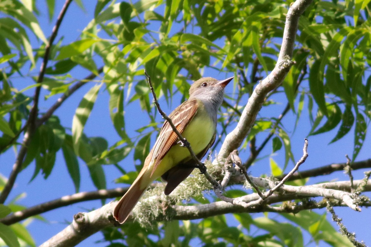 Great Crested Flycatcher - Ronald Newhouse