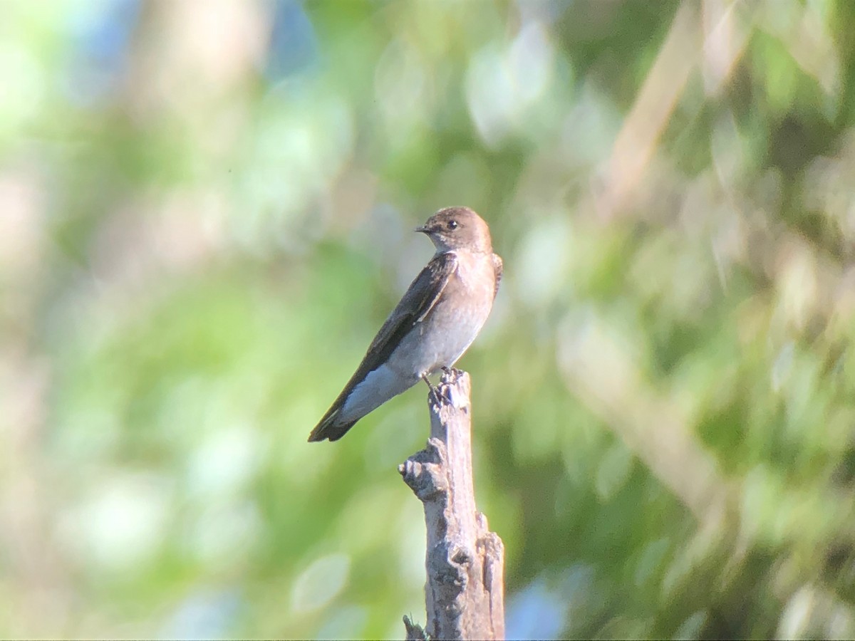 Northern Rough-winged Swallow - ML102055981