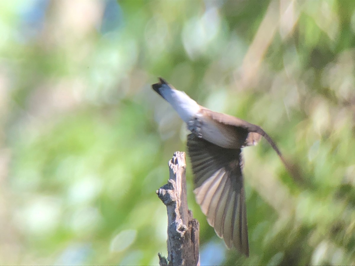 Northern Rough-winged Swallow - John Shenot