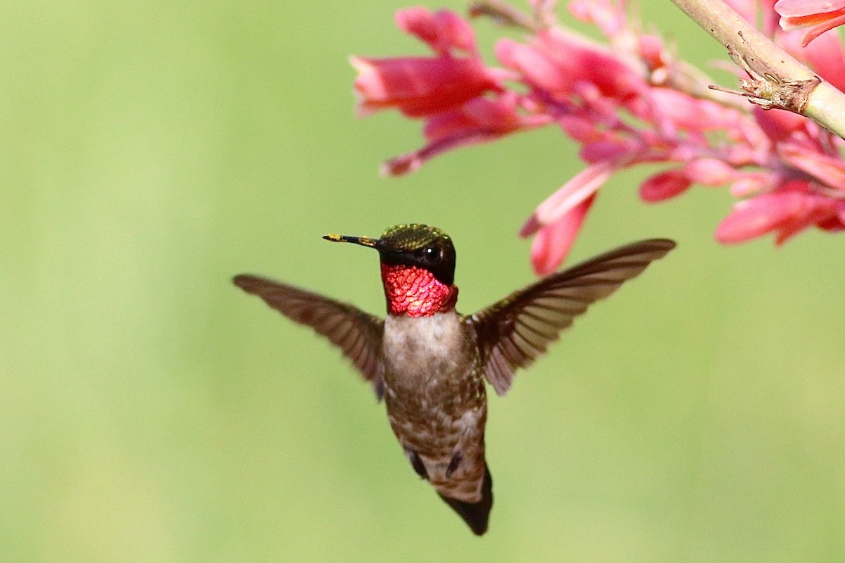 Ruby-throated Hummingbird - Ronald Newhouse
