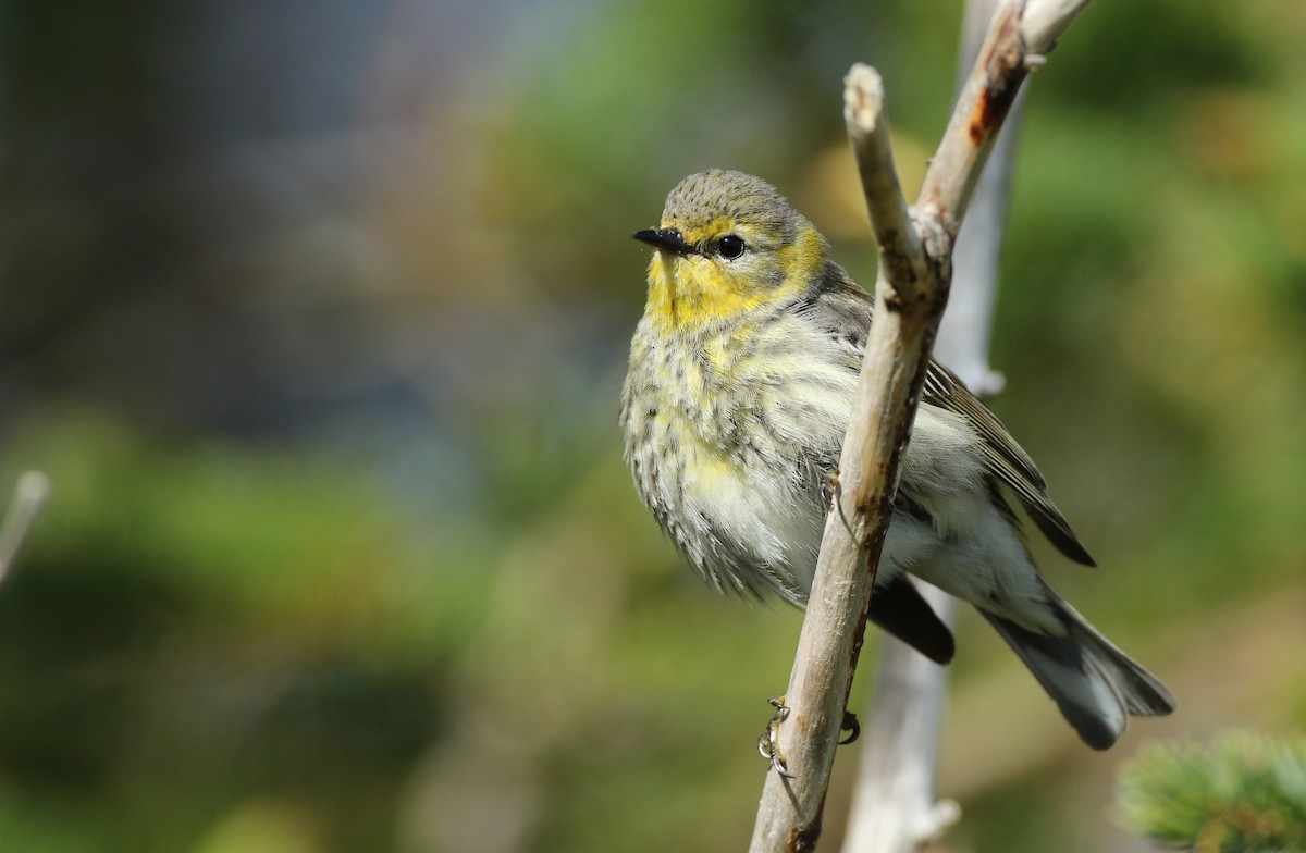 Cape May Warbler - ML102057321