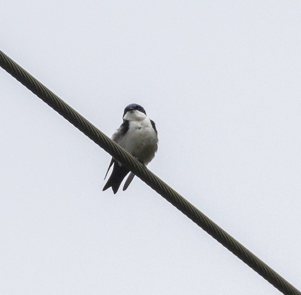 Blue-and-white Swallow - Mouser Williams