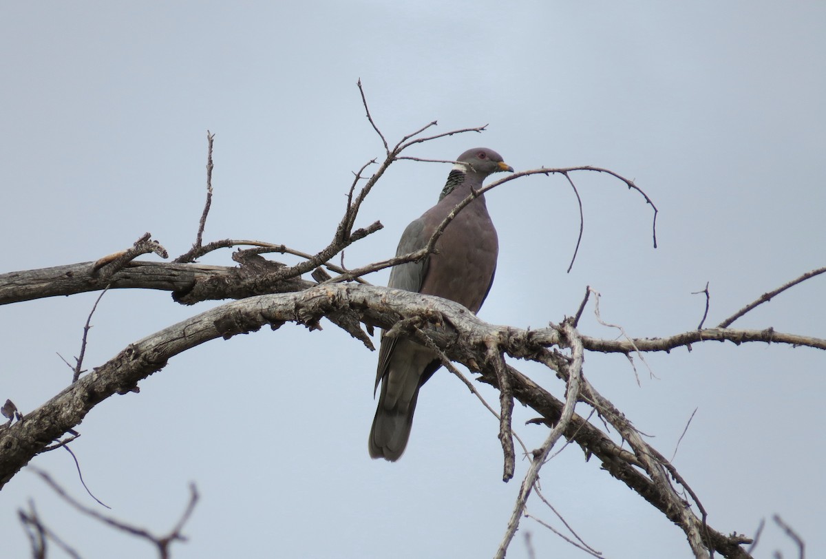 Band-tailed Pigeon - Adam D'Onofrio