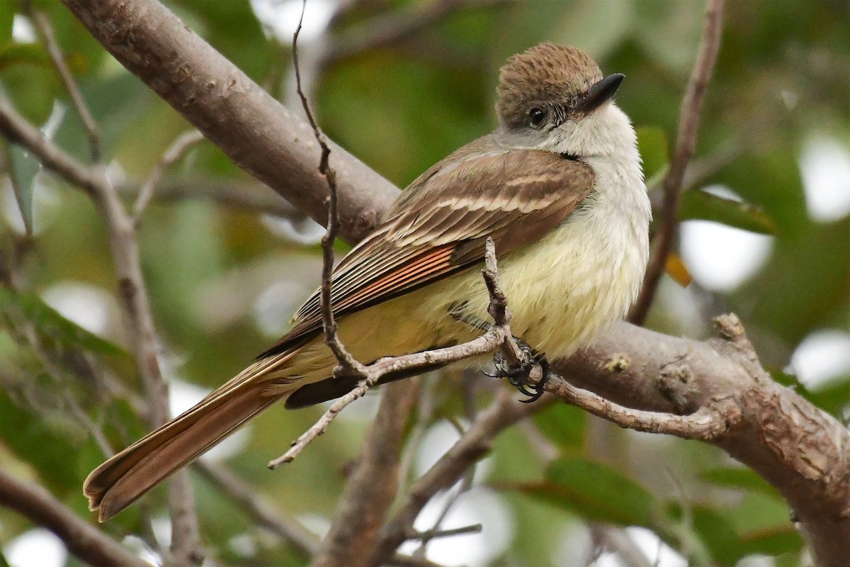 Ash-throated Flycatcher - Sia McGown
