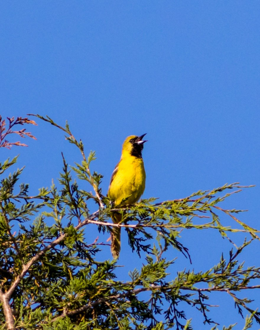 Orchard Oriole - ML102063241