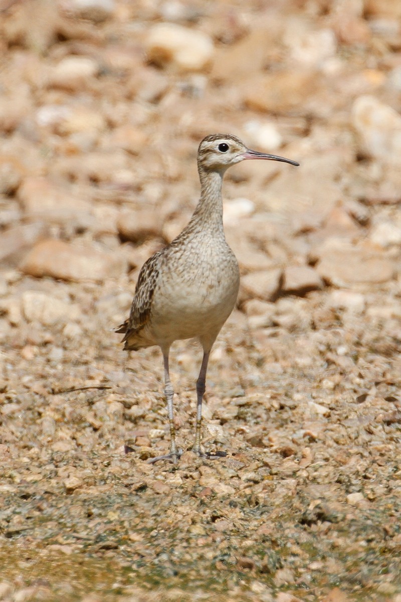 Little Curlew - James Kennerley