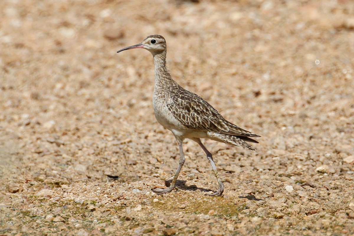 Little Curlew - ML102064461
