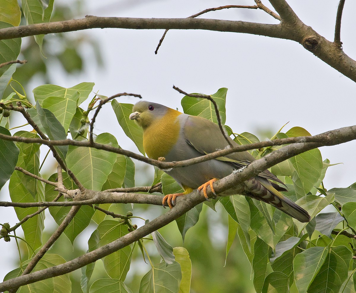 Yellow-footed Green-Pigeon - Sam Woods