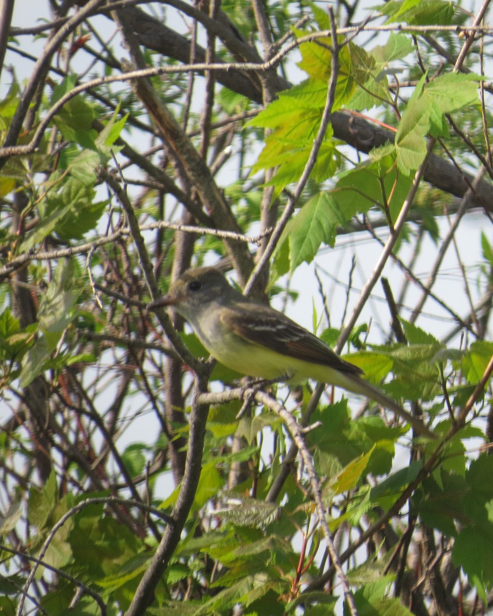 Great Crested Flycatcher - ML102066681