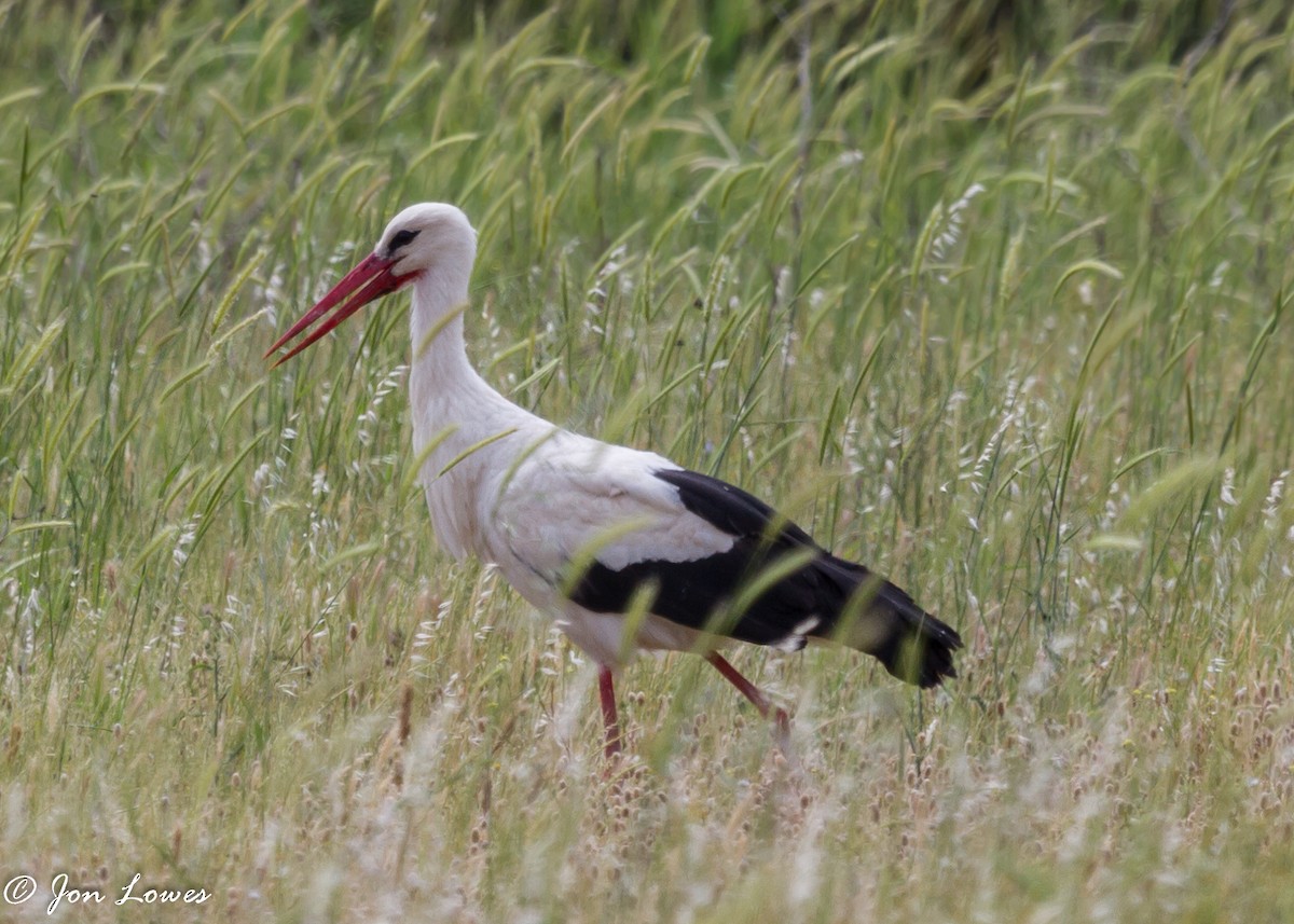 White Stork - ML102069761