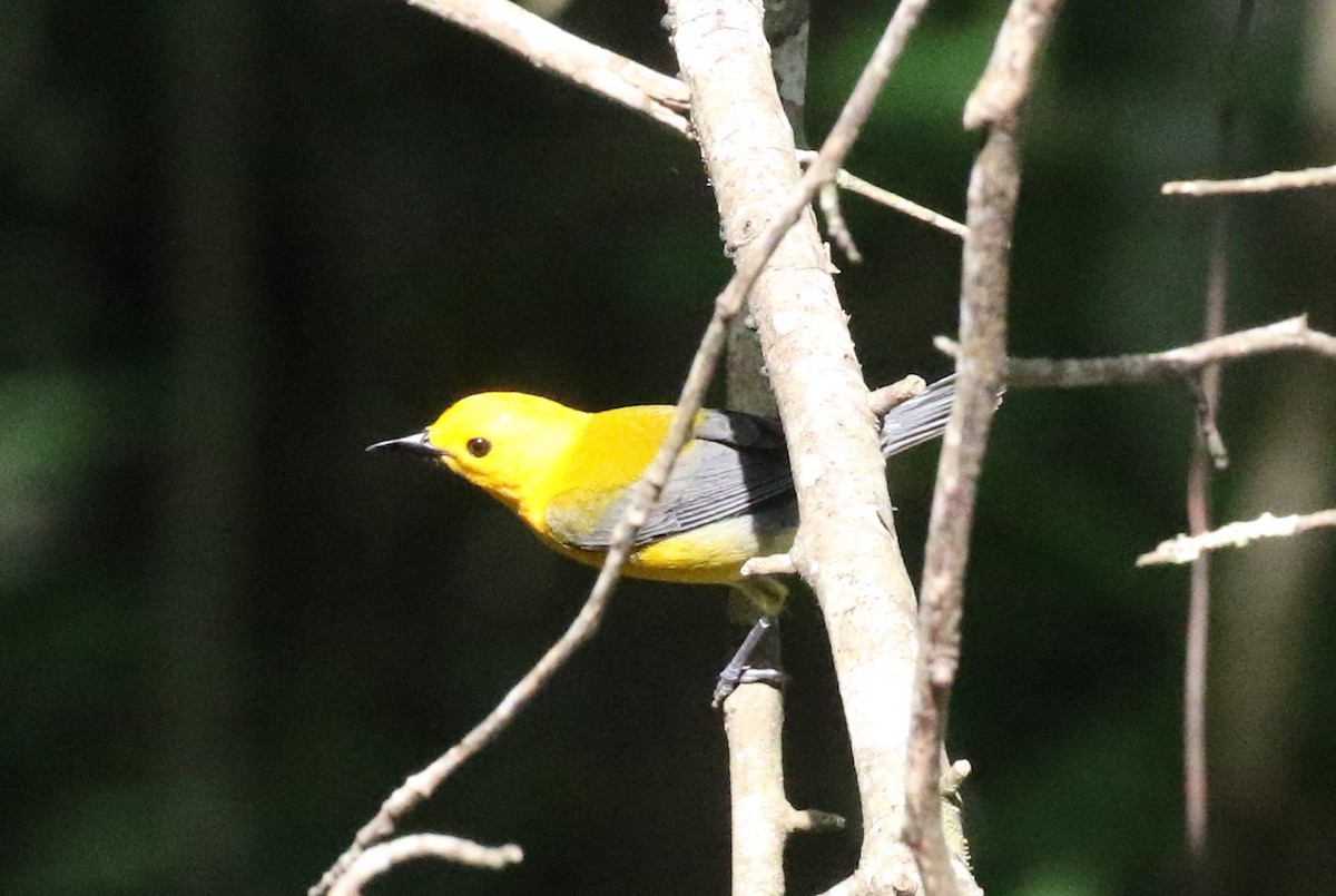 Prothonotary Warbler - Bruce  Purdy