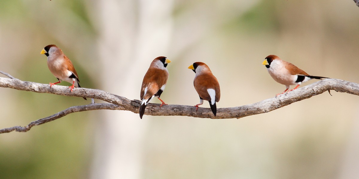 Masked Finch (White-eared) - James Kennerley