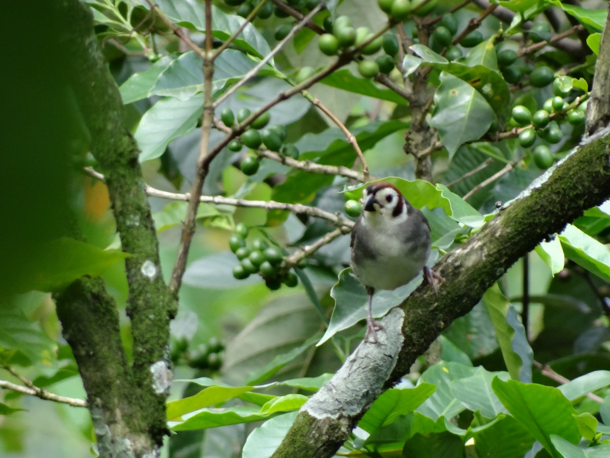 White-faced Ground-Sparrow - Ichi Wildlife Tours