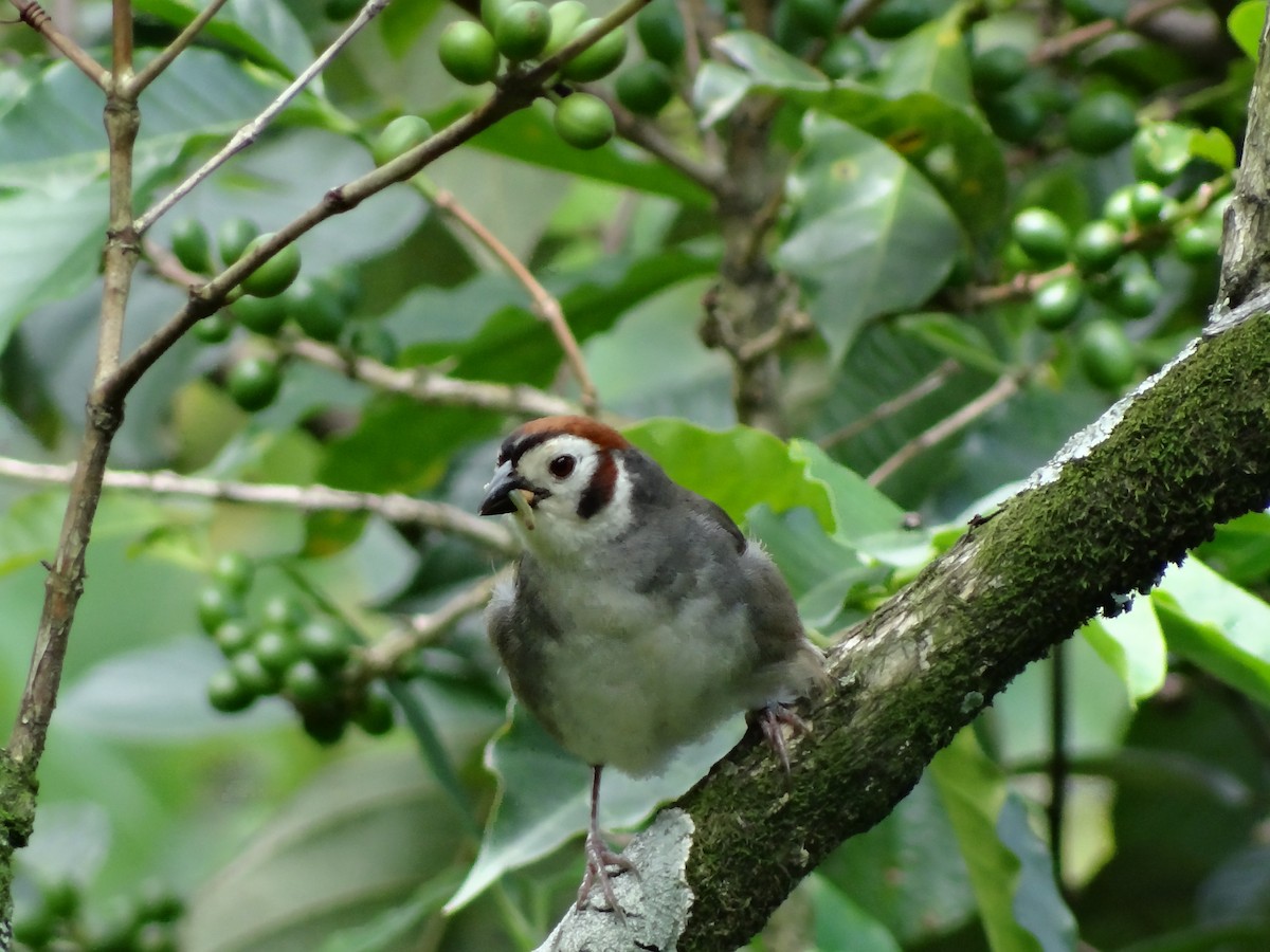 White-faced Ground-Sparrow - Ichi Wildlife Tours