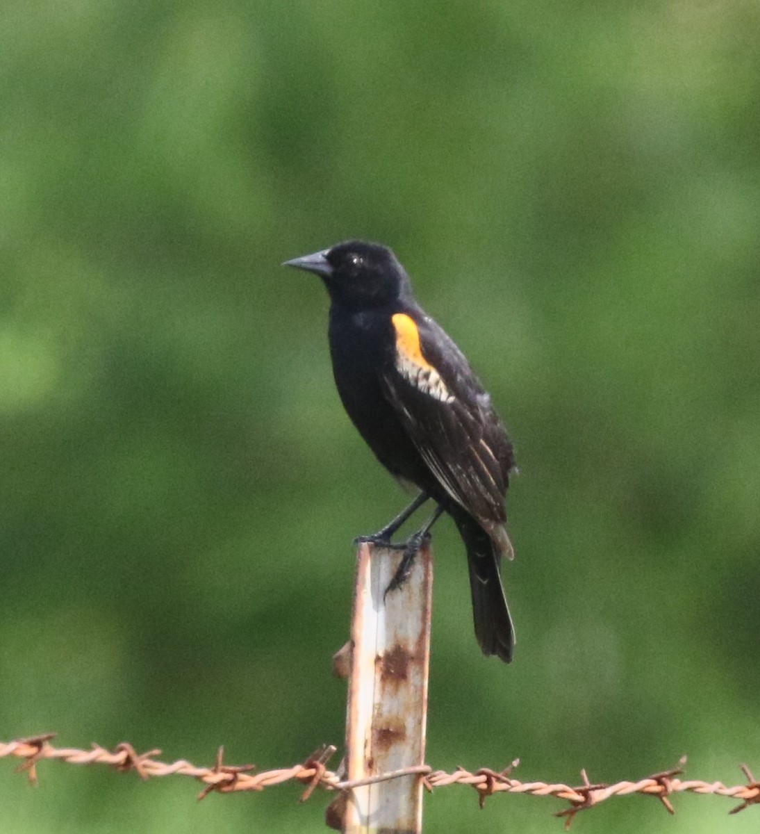 Red-winged Blackbird - Bruce  Purdy