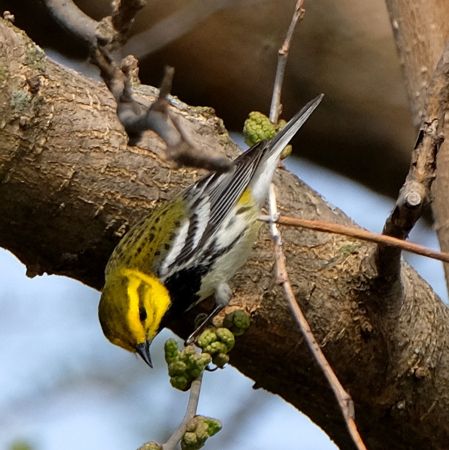 Black-throated Green Warbler - ML102077441