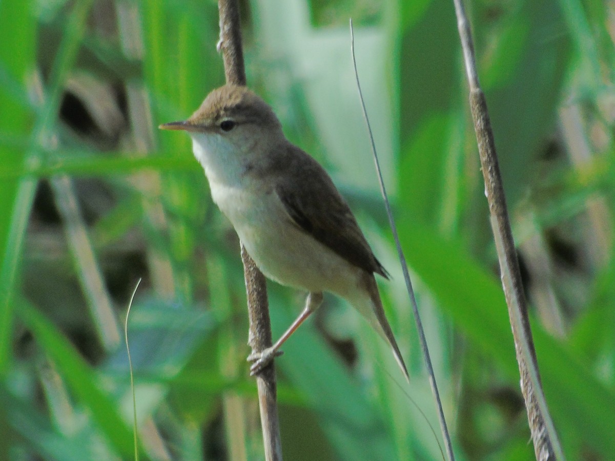 Common Reed Warbler - ML102078281