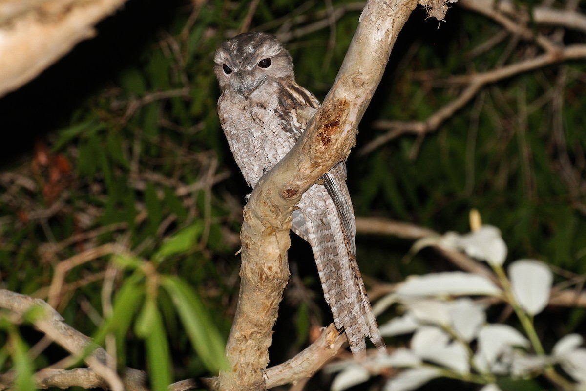 Papuan Frogmouth - ML102079381