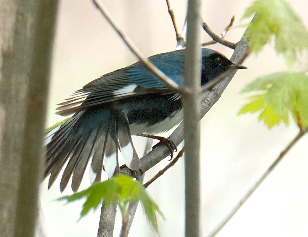 Black-throated Blue Warbler - ML102080371