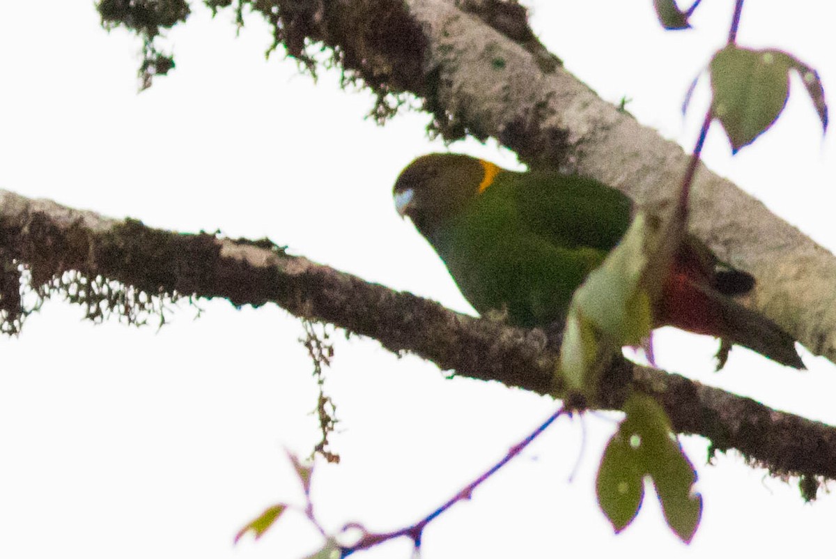 Painted Tiger-Parrot - ML102090381
