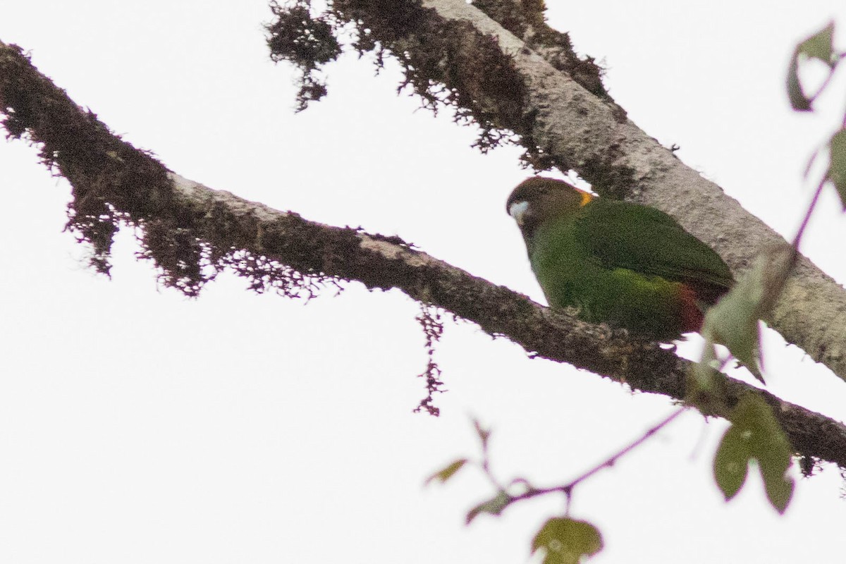 Painted Tiger-Parrot - ML102090391