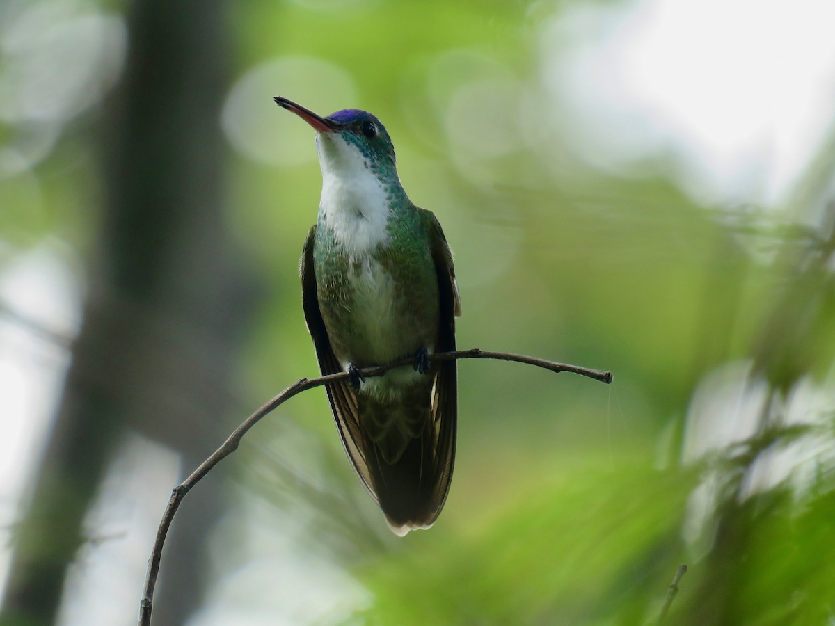 Azure-crowned Hummingbird - John van Dort