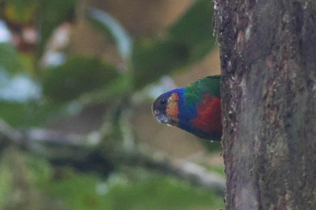 Red-breasted Pygmy-Parrot - ML102092091