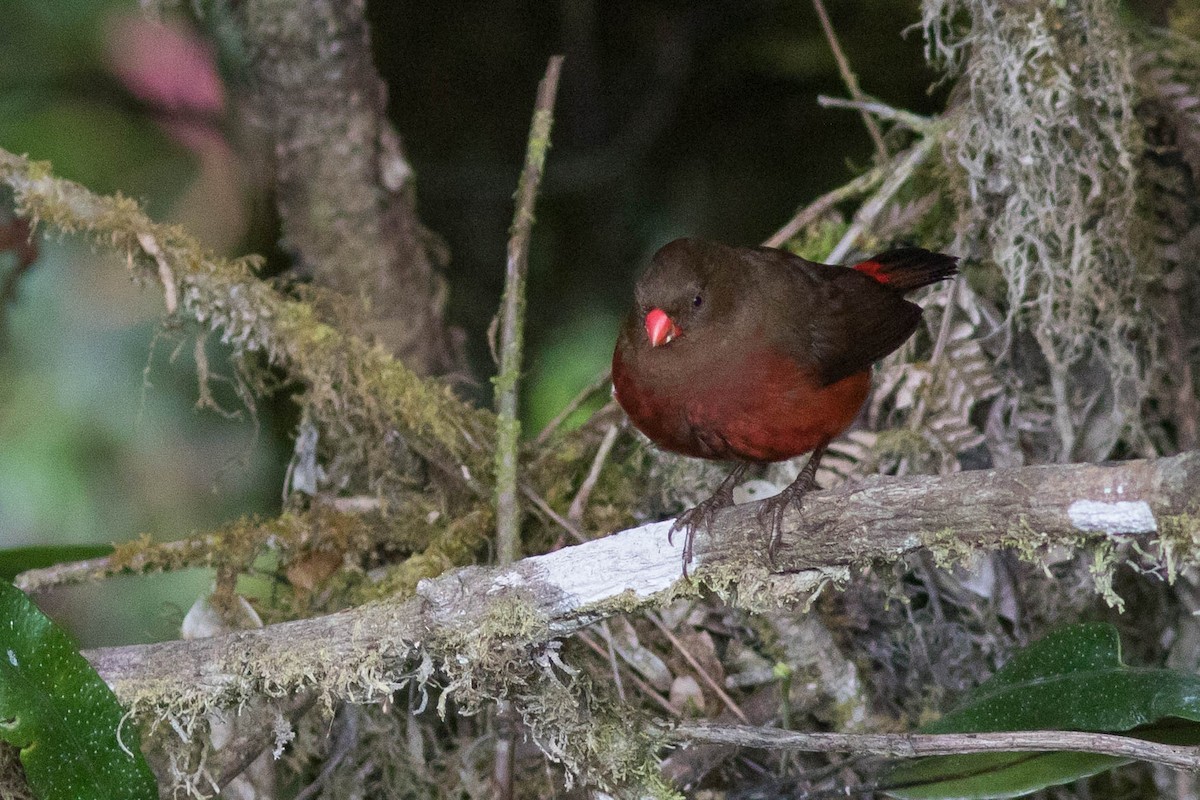 ワキアカスズメ Ebird