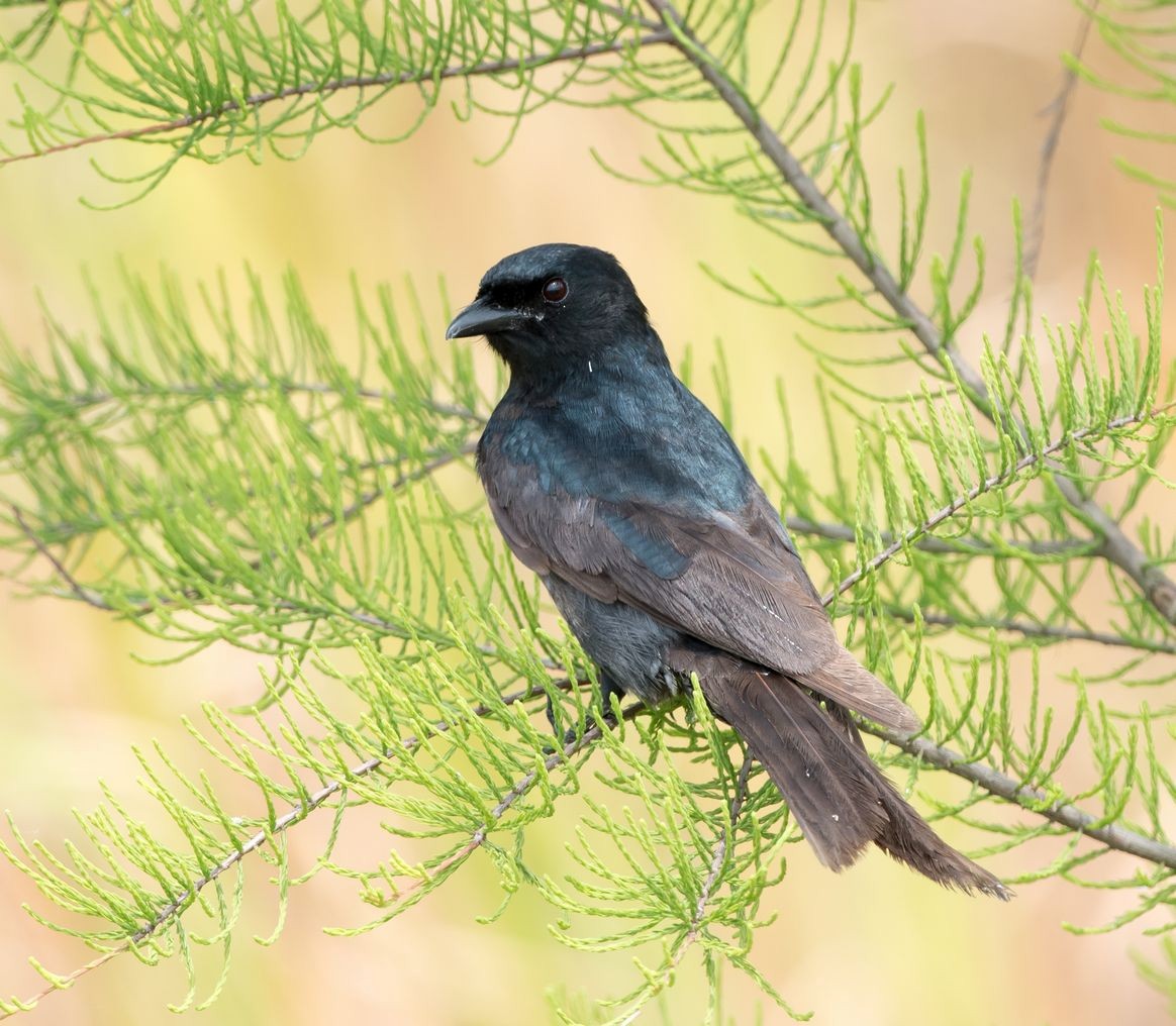 ML102095531 - Black Drongo - Macaulay Library