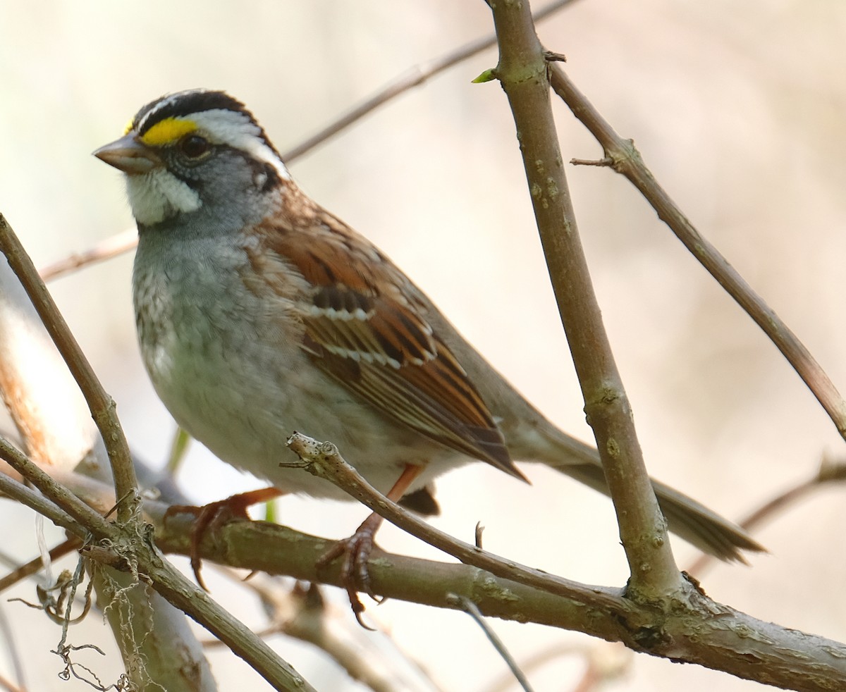 White-throated Sparrow - ML102099321