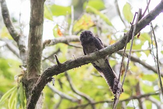  - Barred Owlet-nightjar