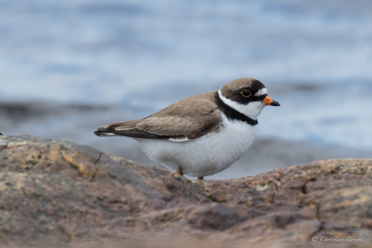 Semipalmated Plover - Christian Briand