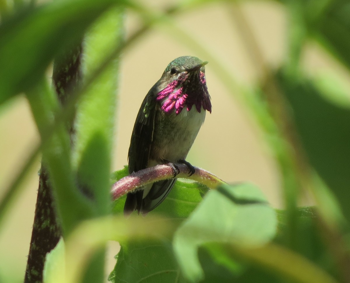 Calliope Hummingbird - Timothy Freiday