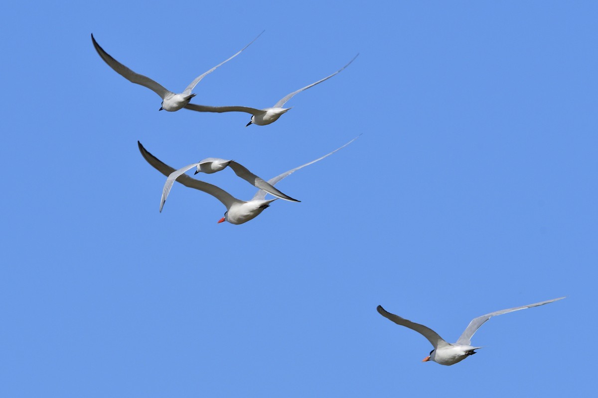 Gull-billed Tern - Luis Guillermo