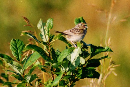 Grasshopper Sparrow - ML102103421