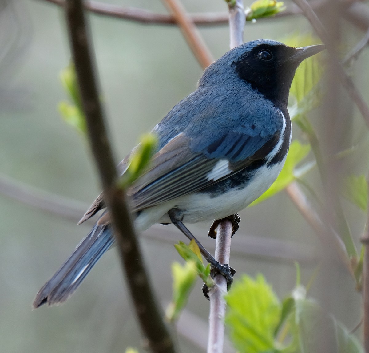 Black-throated Blue Warbler - David Zittin