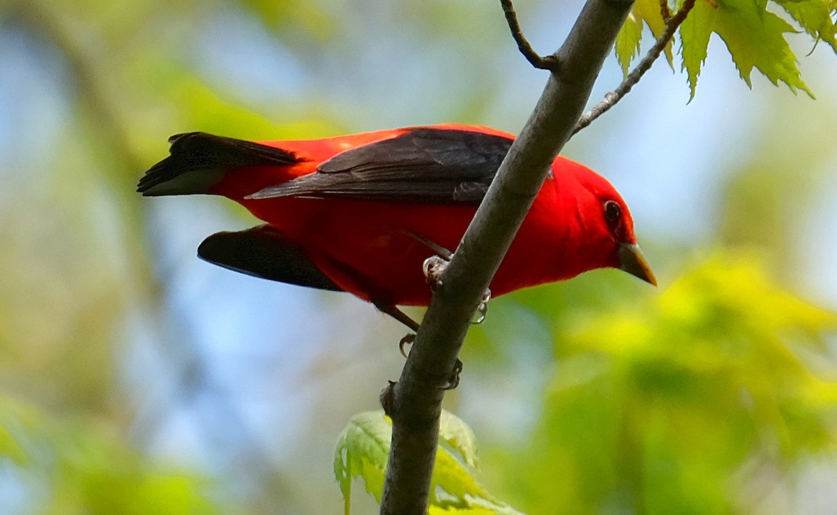 Scarlet Tanager - ML102104691