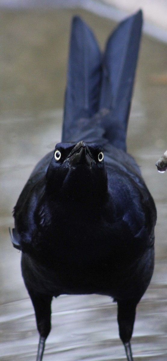 Great-tailed Grackle - Kim Score