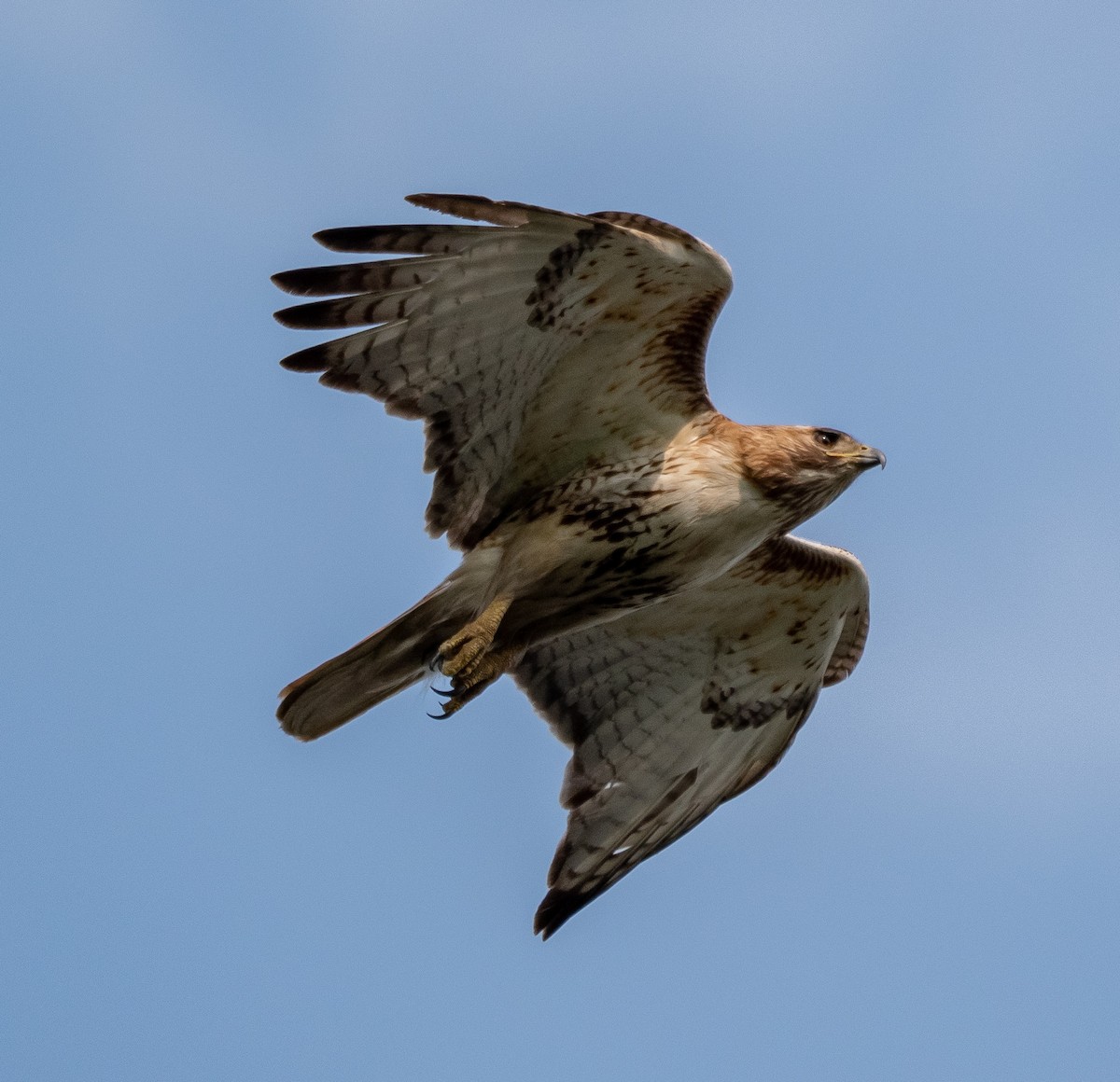 Red-tailed Hawk - ML102105471