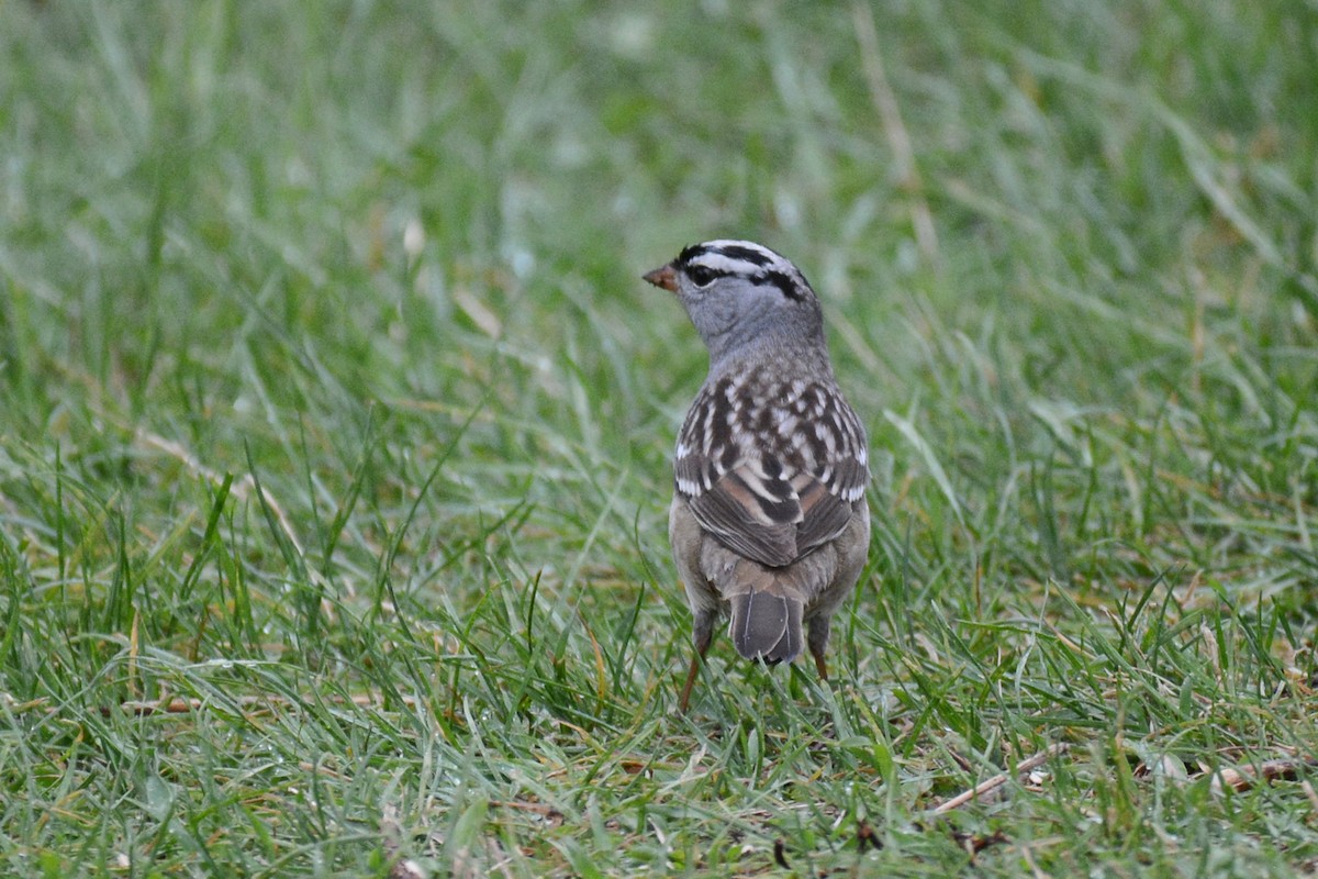 White-crowned Sparrow - Marie O'Neill