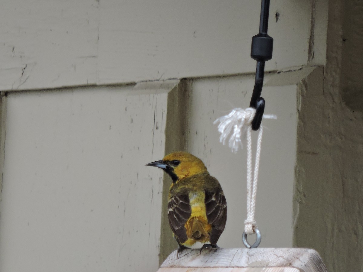 Orchard Oriole - ML102110301
