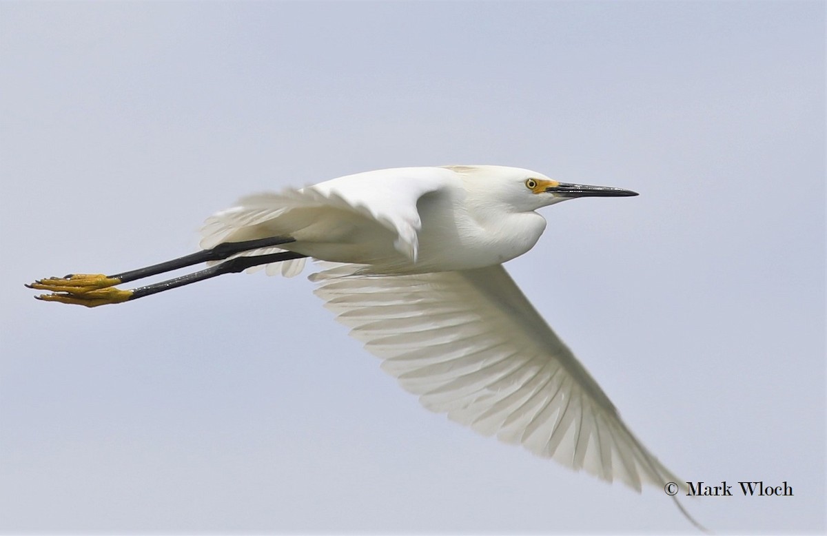 Snowy Egret - Mark Wloch