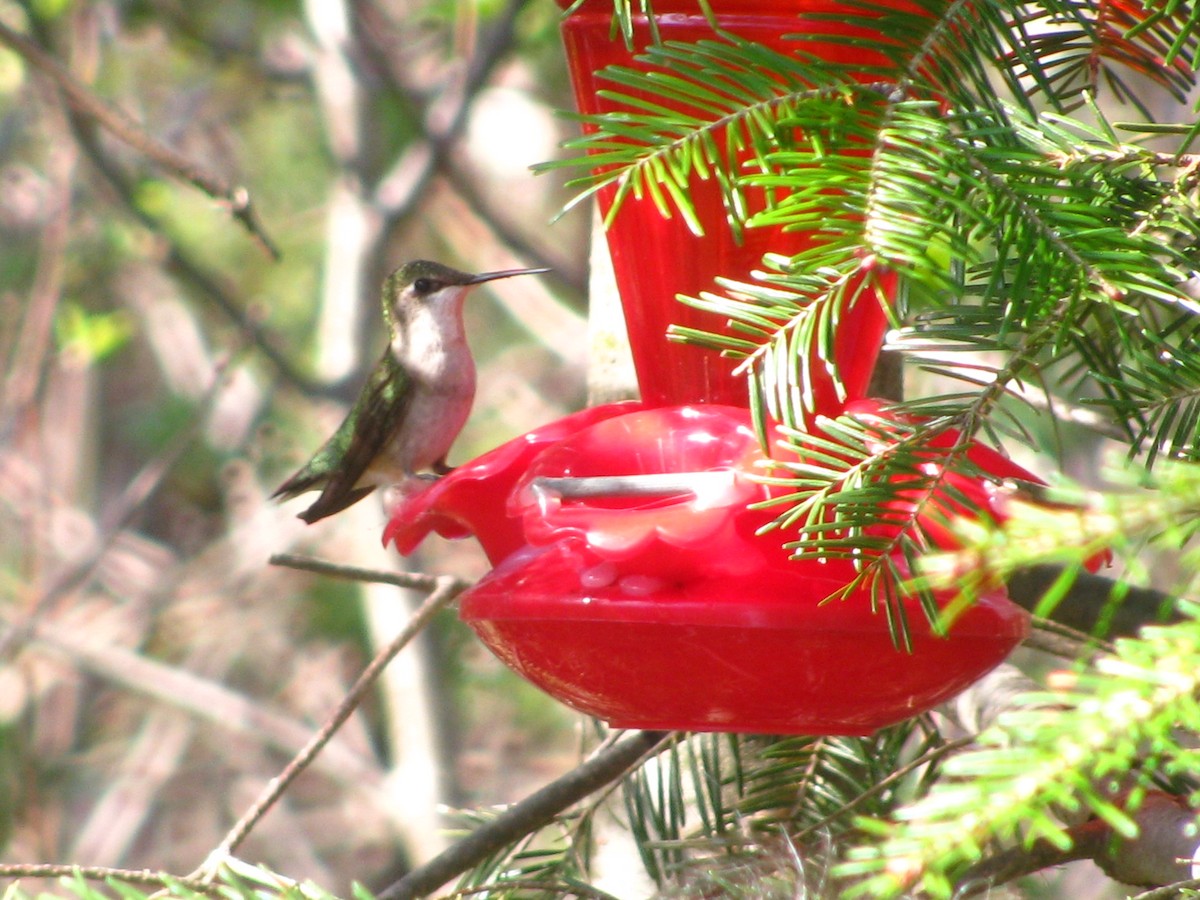 Ruby-throated Hummingbird - élaine bouchard
