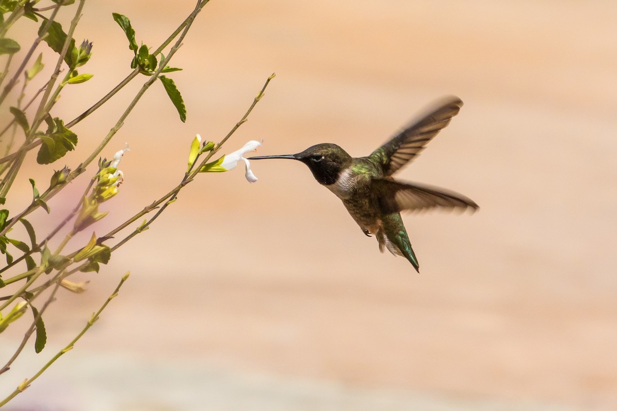 Black-chinned Hummingbird - graichen & recer