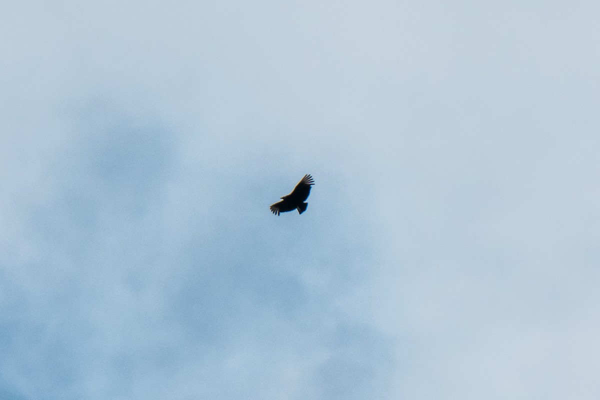 Black Vulture - graichen & recer