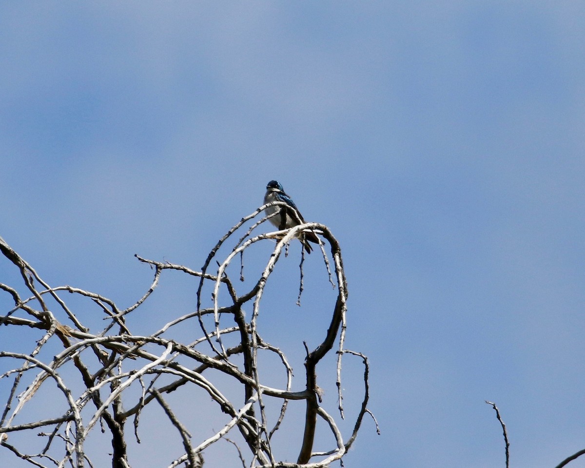 Tree Swallow - Mickey Dyke