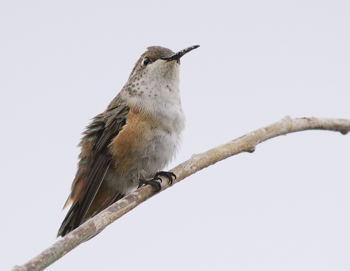 Allen's Hummingbird - Ann Baldwin