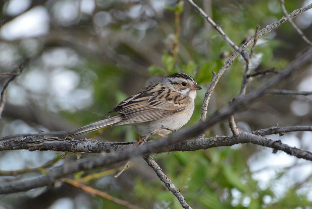 Clay-colored Sparrow - ML102121081