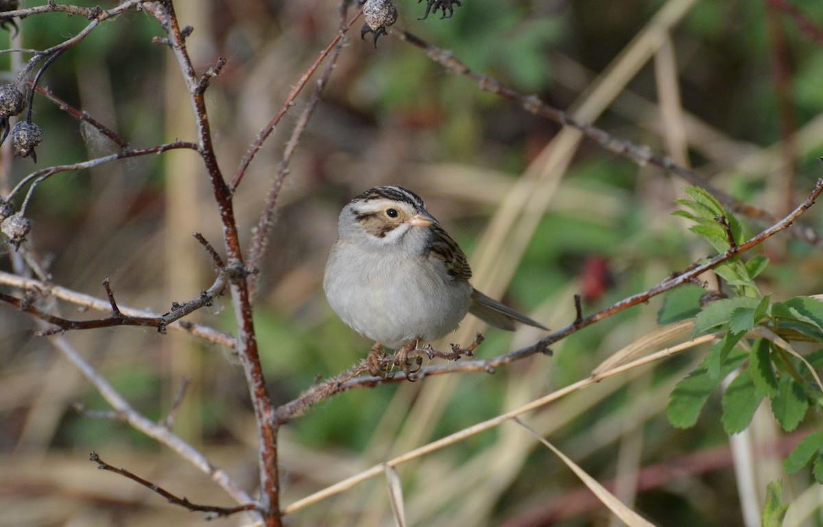 Clay-colored Sparrow - ML102122691
